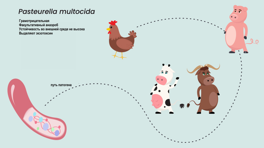 Пастереллёз.