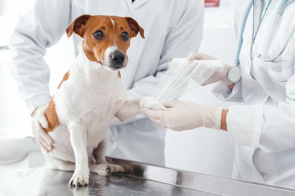 Опрос на тему «Информирование об уходе за домашними животными и качество оказания ветеринарных услуг в Югре».